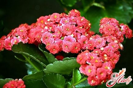 Kalanchoe decorative