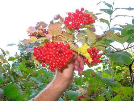 Viburnum cu miere din rețete pentru tuse pentru copii și adulți