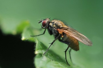 Капустяна муха і заходи боротьби з нею