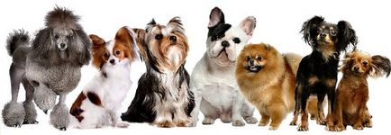 Köhögés kutyáknál kis termetű (york, kutya, Toy terrier)