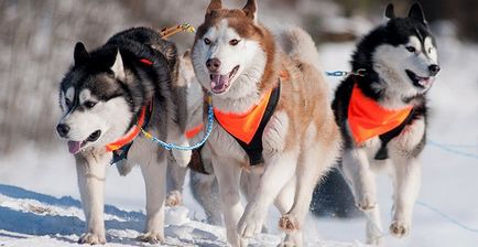 Dog sanie în Karelia 2017 de la 9200 freca