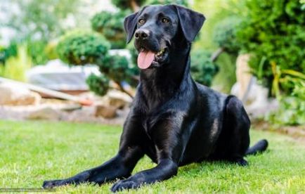 De ce un câine negru are o interpretare de bază, ce are visul unui câine negru, un câine de sex feminin