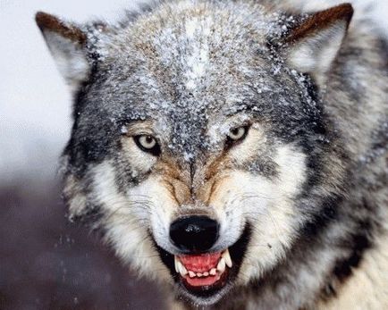 De ce lupii care atacă