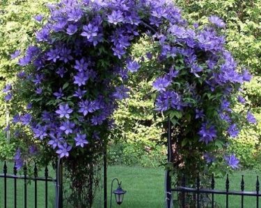 Clematis plantarea și îngrijirea pe teren deschis în primăvara și toamna, atunci când plantate