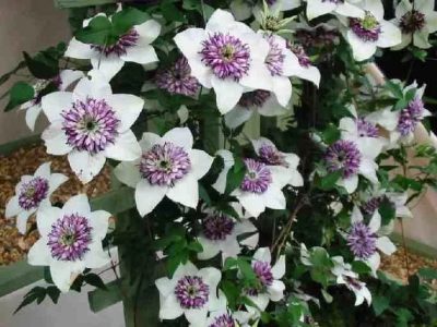 Clematis plantarea și îngrijirea pe teren deschis în primăvara și toamna, atunci când plantate