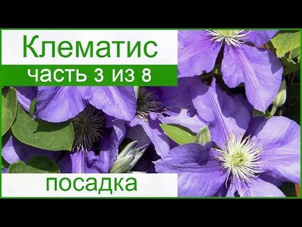 Clematis plantarea și îngrijirea pe teren deschis în primăvara și toamna, atunci când plantate