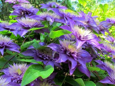 Clematis plantarea și îngrijirea pe teren deschis în primăvara și toamna, atunci când plantate