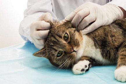 Кліщ власоедов у кішки ознаки, симптоми і ефективне лікування