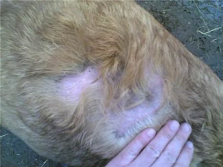 Cicatricele se usucă în semnele pisicii, simptomele și tratamentul eficient