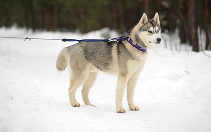 Poreclele Husky