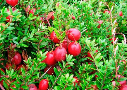 Cranberry kert - ültetés és gondozás bogyók fotó