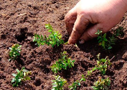 Grădină de afine - pomușoare de plantare și de întreținere