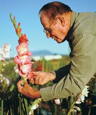 Când să eliminați sfaturile gladioli de la specialiști