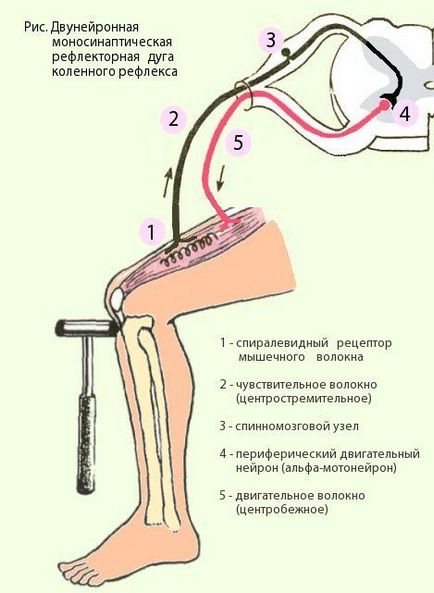 Колінний рефлекс і його основні складові
