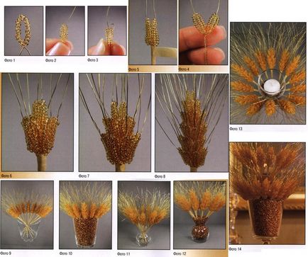 Spikelets búza saját kezűleg (tüskék) Spikelets búza saját kezűleg