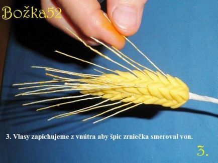 Spikelets búza saját kezűleg (búza) Spikelets búza saját kezűleg