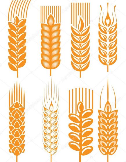Spikelets búza saját kezűleg (kéz) Spikelets búza saját kezűleg