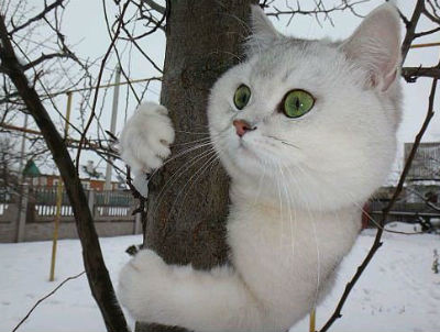 Pisica pe copac ajutor rapid de alpinism