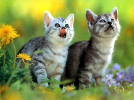Macskák mágia és táblák (cat) Macskák mágia és előjelek