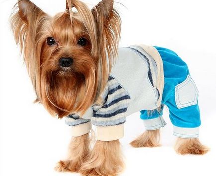 Costume pentru câini cumpara - de la 850 rub