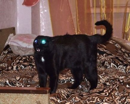 Cat și Satan vor surprinde lumea