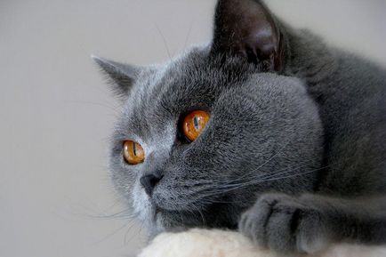 Красиві породи кішок це цікаво!