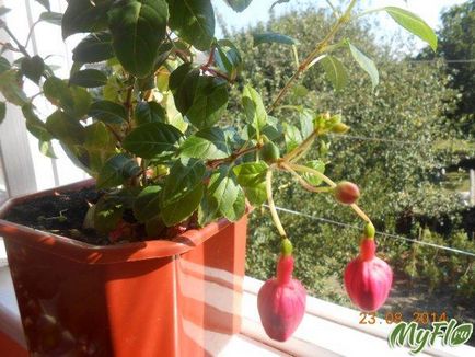 Красота fuchsias и глад белокрилка