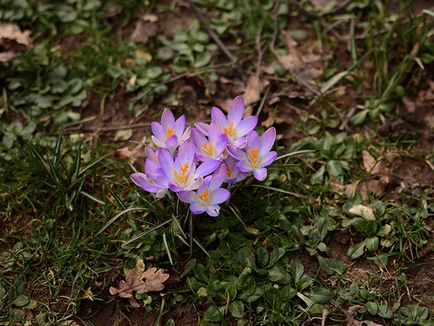 Crocusii în toamnă - plantarea pe teren deschis, cum și când să planteze crocusii în toamnă; grija pentru crocuses