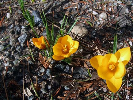 Crocusii în toamnă - plantarea pe teren deschis, cum și când să planteze crocusii în toamnă; grija pentru crocuses