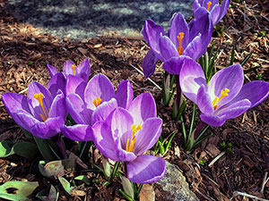 Crocusii în toamnă - plantarea pe teren deschis, cum și când să planteze crocusii în toamnă; grija pentru crocuses