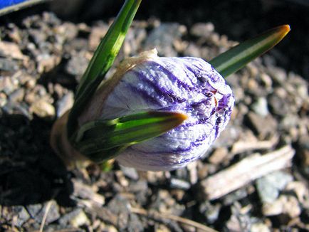 Crocusii în toamnă - plantarea pe teren deschis, cum și când să planteze crocusii în toamnă; grija pentru crocuses