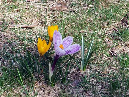 Crocusii în toamnă - plantarea pe teren deschis, cum și când să planteze crocusii în toamnă; grija pentru crocuses