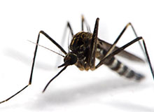 Куди діваються взимку комарі дитяча енциклопедія