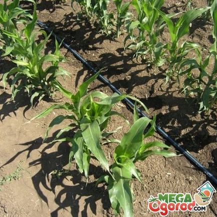 Kukorica készítmény, hasznos tulajdonságainak és jellemzőinek a termesztés a queen mezők