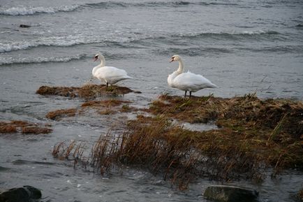 Curs pe Gotland, sau insulă-peisaj