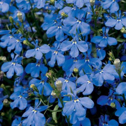 Lobelia erinus leírás, osztály, kép, és különösen a leszállás ellátás