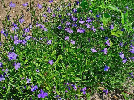 Descriere Lobelia erinus, varietăți, fotografii, caracteristici de plantare și îngrijire