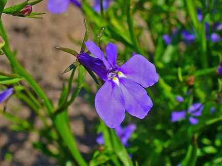 Descriere Lobelia erinus, varietăți, fotografii, caracteristici de plantare și îngrijire