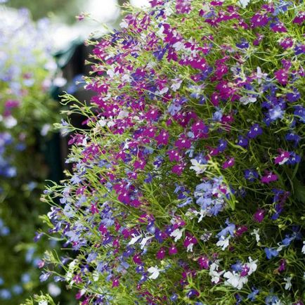 Lobelia erinus leírás, osztály, kép, és különösen a leszállás ellátás