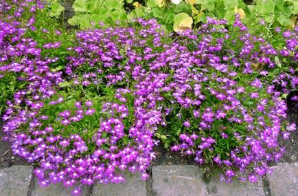 Descriere Lobelia erinus, varietăți, fotografii, caracteristici de plantare și îngrijire