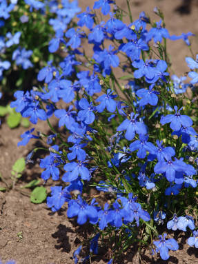 Cultivarea și reproducerea Lobelia erinus