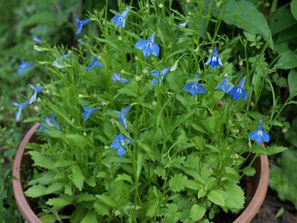 Lobelia erinus művelés és betakarítás