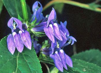 Lobelia plantare și îngrijire, soiuri și fotografii, lobelia erinus, creșterea semințelor