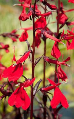 Lobelia plantare și îngrijire, soiuri și fotografii, lobelia erinus, creșterea semințelor