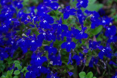 Lobelia plantare și îngrijire, soiuri și fotografii, lobelia erinus, creșterea semințelor