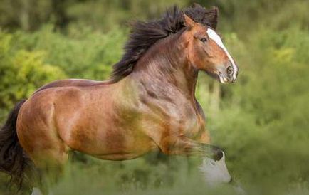 Descrierea și caracteristicile cailor