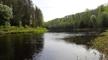 Ловимо сирть на річці Оять