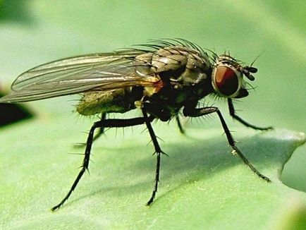 Кращі методи боротьби з капустяної мухою
