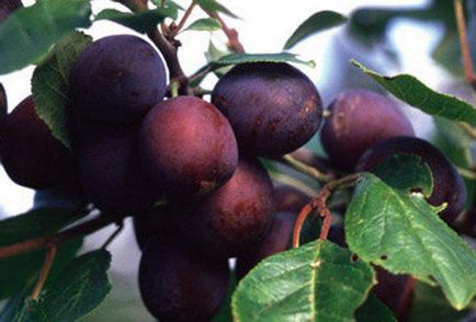 Cele mai bune varietăți de prune auto-fertilizate pentru regiunea Moscovei