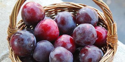 Cele mai bune varietăți de prune auto-fertilizate pentru regiunea Moscovei